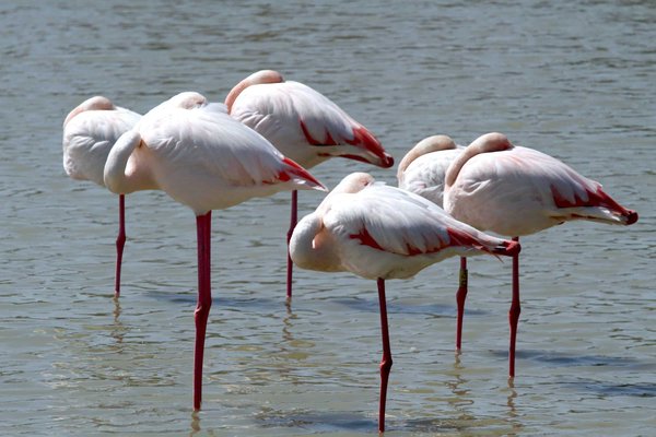Comment organiser un camping pour observer les oiseaux en Camargue?