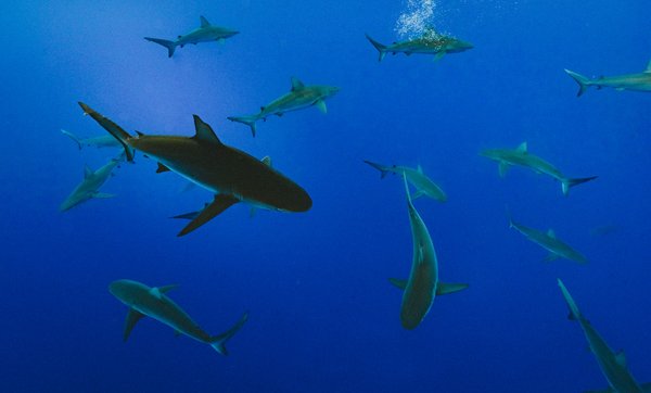 Quels conseils pour choisir une croisière spécialisée dans l'observation des requins en Afrique du Sud?